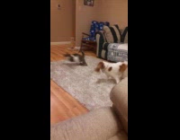 Puppy playing with cat 