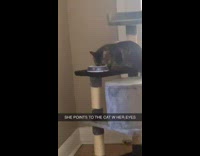 Clips mpugc - Dog looks angry at cat on tower eating