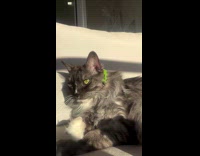 Owner put hair clips on cat fur