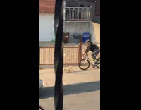 Brown dog pulls drags white bicycle guy 