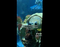 Collab BitchMP - Man calls out kid at ocean park 