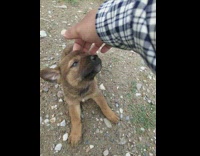 Tiny Puppy Gets Head Scratches on Ground 