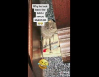 Mouse stares and sits on mouse trap 