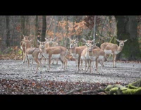 A herd of deer grazing in the wild