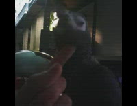 Pet parrot neck scratch with hand by owner