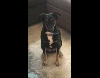 Five dogs meet for meeting with owner to discuss problems