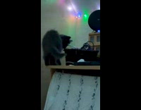 Kitten falls off edge of table 