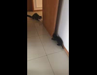 Black kitten tries to sneak up on cat