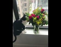 Cat on windowsill smells flowers in vase 