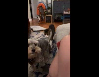 Cat attacks dog sitting floor hits head