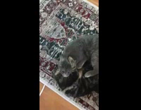 Two cats wrestle on the rug together 