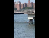 Collab WINY - Couple swims under the East River bridge