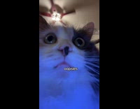 Cat video to get rid of dogs