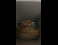 Cat in plastic trash bin playing around inside of the bin 
