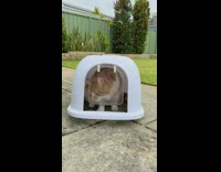 Cat under white litter box lid door