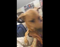 Submitter teases dog with treats walks away