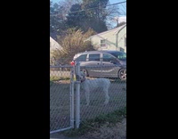 Dog at the fence called by filmer