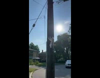Girl runs out and grabs her cat on phone pole