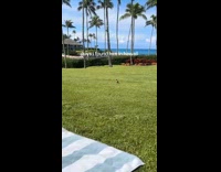 Submitter films chicken roams around the yard