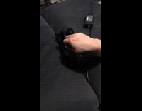 Owner plays with cat on the couch 