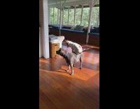 Pet dog sits and lie down on the back of another dog