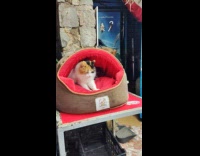 Cat on bed massage pillow using paws 