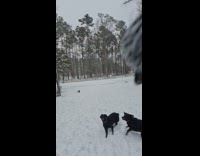 Four dogs run and fetch thrown snowball