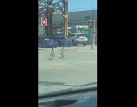 Canadian goose birds walk in street with offspring 