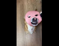 Woman makes ed gein parody with dog 