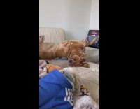 Golden retriever and white dog are friends 