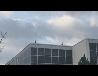 Two wild goose on the rooftop quack loud