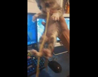 Cat walks across desk and steals spaghetti