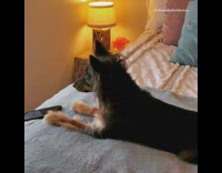 Dog howls phone call conversation speakerphone bed  