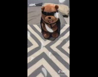 Grey cat plays with stuffed bear toy