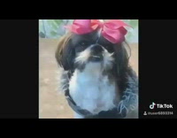 Black white dog makeup brush transformation bow