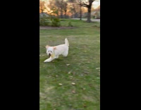 Two pet dog chases and jumps at each other at the park