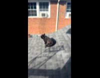 Woman sees dog sunbathing on roof 