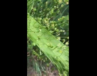 Plant Grows Unusual Thick Stem