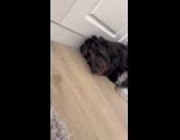 Black gray hairy dog lay on floor