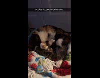 Cat curls up into a ball