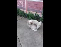 Two dogs play fight at backyard