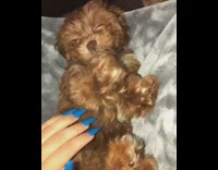 Woman with blue nails scratches sleeping brown puppy