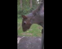 Guy opens screen door gives squirrel food 