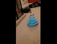 Siberian kitten play with balls on toy