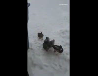 Guy feeds five ducks outside in snow 