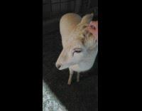 Woman pet head of albino deer yard