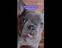 Black french bulldog dog expectations vs reality