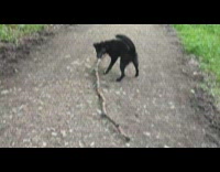 Black dog in forest bring huge long stick