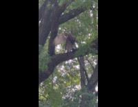 Hawk on tree carrying prey pigeon