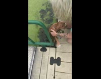 Brown dog swim lake blue shirt 